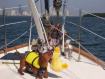 williethesailor.jpg - 3250 Bytes