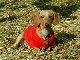 molly.jpg - 3827 Bytes