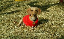 molly1.jpg - 10315 Bytes