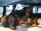 sheppieandshelby.jpg - 6504 Bytes
