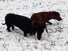 snowdachs2.jpg - 2167 Bytes
